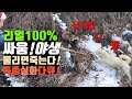 리얼100% 너구리 Vs 개 싸움! 야생에서 만나 피 터지는 싸움한판! 너구리한테 물리면 공수병, 광견병 1순위! 물린 강아지 치료 방법! 특종 실화 다큐! Country life