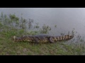 Caiman being fed a piranha, Pantanal, Brazil