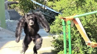 JMC チンパンジーの群れ Chimpanzee Japan Monkey Center