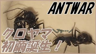 蟻戦争＃109 クロヤマ族、ついに繭蛹が誕生！編～the pupa of ant～