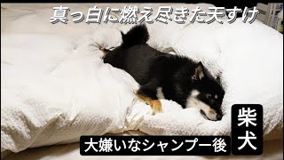 家が壊れちゃうよ...柴犬のお家シャンプーは乾かすのも一苦労