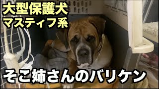 大型マスティフ系保護犬・姉ちゃん大好き❤︎【45 47日目】