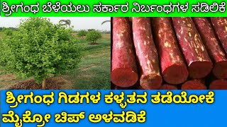 ಶ್ರೀಗಂಧ ಬೆಳೆಯಲು ಸರ್ಕಾರ ನಿರ್ಬಂಧಗಳ ಸಡಿಲಿಕೆ ಶ್ರೀಗಂಧ ಗಿಡಗಳ ಕಳ್ಳತನ ತಡೆಯೋಕೆ ಮೈಕ್ರೋ ಚಿಪ್ ಅಳವಡಿಕೆ🌳🌳