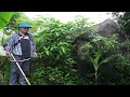 Eye-Catching Transformation of an Abandoned House with Overgrown Trees Unexpected Results | CLEAN UP