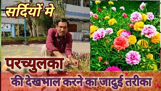 सर्दियों मे पॉच्युलका की देखभाल ऐसे करें , सारा साल पौधा मरेगा नहीं / Portulaca winter care