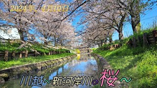 小江戸の桜並木～新河岸川の桜～