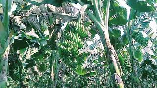 How to farming banana and pepper /কিভাবে মরিচ কলা মিশ্র চাষ করে এক বিঘা জমিতে ৫ লাখ টাকা ইনকাম