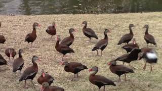 Black bellied Whistling Ducks coming to breakfast call