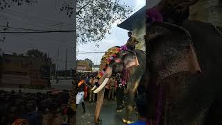 Le 🐘 : പൂരം കഴിഞ്ഞു ഞാൻ പോട്ടെ💞 #anapremi #viral #trending #shortsfeed #viralshorts #shorts #yshorts