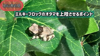 【初心者必見】ミルキーフロッグのオタマを上陸させるポイント