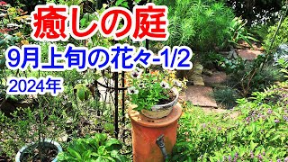 【癒しの庭 9月上旬の花々-1】9月上旬の花々です。続く暑さで今年の夏は我慢が続きます。秋に何を植えよかな～。2024年9月5日