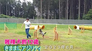 雑種犬りんちゃん-12歳きままにアジリティ　2023年6月