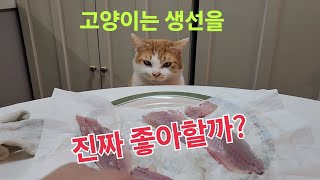 34. 고양이는 생선을 진짜 좋아할까?