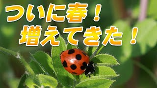 日向ぼっこ、見つかると慌てて動き出す【ナナホシテントウ】