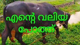 എന്റെ വലിയ പോത്തുകൾ കണ്ടുനോക്കു... Buffelo  farming Kerala