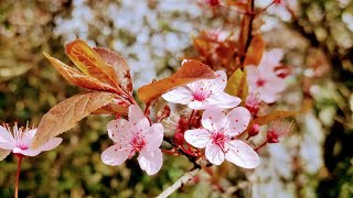 Edible Cherry Plum Flowers (Prunus cerasifera) - white vs pink Variety