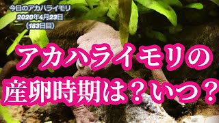 アカハライモリの産卵時期、イモリウムとイモリの飼育方法2020年4月23日