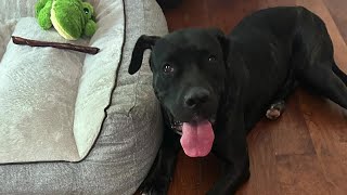 'I just want to know why:' Hampton family heartbroken after family dog shot, killed