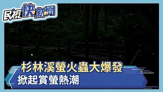 杉林溪螢火蟲大爆發  掀起夏季賞螢熱潮－民視新聞