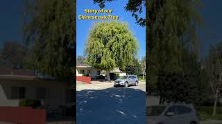 Story of our Chinese Oak Tree