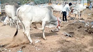 ఒంగోలు గిత్త పౌరుషం చూద్దామా పెబ్బేరు సంతలో-pebbair bulls market-oxen bull-ox bull-cattle bull-bulls