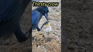 Thirsty crow using its wisdom | 88news