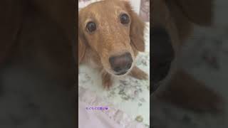 もぐもぐも可愛いちゃたくん😊✨ #dog #ミニチュアダックスフンド #可愛い #dachshund #asmr