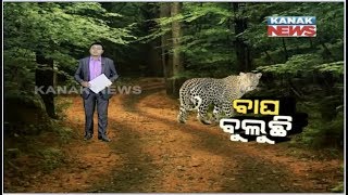 Damdar Khabar: Two Leopard Spotted In Odisha's Nuapada District: Captured In Camera