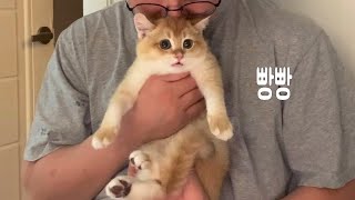 VLOG | Kitten's First Party | a diary of a kitten