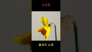 꽃과 새 노래의 만남..수선화와 울새의 노래. 자연열차, Naturetrain, 새이야기, ♥구독♥ 좋아요♥ 꼭 부탁드립니다..^^ #shorts.