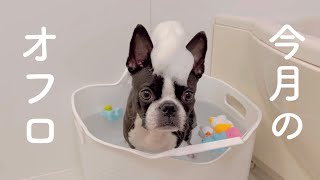 苦手なドライヤー ついに悟りの境地に入った愛犬のオフロルーティン♪【ボストンテリア】@bostonterrier.bonchannel