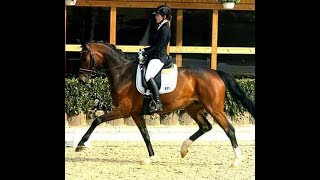 2010 top JR Pferd / YR horse S Dressur / 4th level ! www.sporthorses-online.com