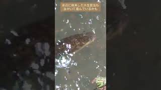 三線の音色に引かれたオオウナギ