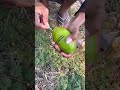 survival skills amazing mango 🥭 survivalskils experiment skills shorts