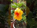 #Tropical Hibiscus #traveling_for_plants