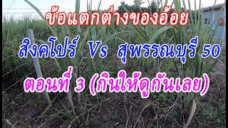 EP.19  ข้อแตกต่างพันธ์ุ อ้อยสิงคโปร์ กับ อ้อยสุพรรณบุรี 50