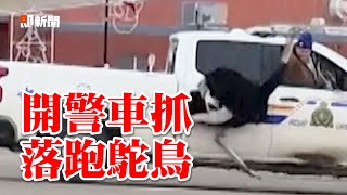 鴕鳥要自由！集體逃家路上狂奔🤣警駕車追逐戰｜加拿大｜動物｜搞笑｜精選影片