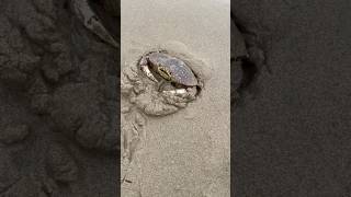 Crabbing at The Oregon Coast. Dungeness Crab #hunting #fishing #crab #food #oregon #outdoors #sea