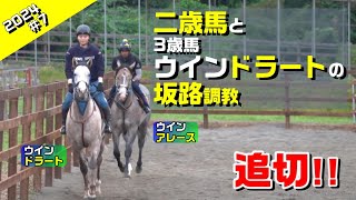 【二歳馬の成長 2024年＃7+α】Wアレース、Wレオネッサ、Wフルゴラ、Wポラリスと3歳Wドラート【坂路】　～若きサラブレッドの競走馬への道のり～