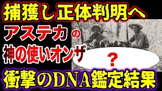 【ゆっくり解説】アステカ帝国に伝わる神の使い『オンザ』！捕獲しDNA検査で正体判明へ！古代生物の生き残りなのか…【古代生物生存】