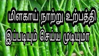 how to sowing chilli seedlings /மிளகாய் நாற்று இப்படியும்  உருவாக்கலாமா