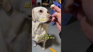 谁还没有一只馋嘴小狗￼！#shortvideo #萌寵 #dog #pets #shorts #搞笑 #comedy #寵物 #labrador #可愛い #拉布拉多 #cute #cutedog