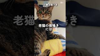 【21歳老猫ココさん】夜中も呼んでるココさん😺 #cat #老猫 #ねこ #シニア動画 #猫のいる暮らし #シニア #猫の日常 #老猫ココ #老猫介護 #シニア猫 #高齢猫 #キジトラ #お猫様