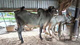 រាជសីភូមិថ្នល់បត់ លោតមេស្អាតណាស់!