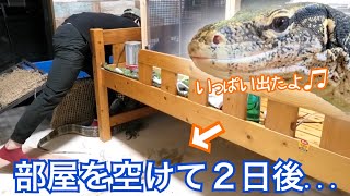 【悲惨】オオトカゲを放し飼いにしている部屋が大変なことになっていました・・・