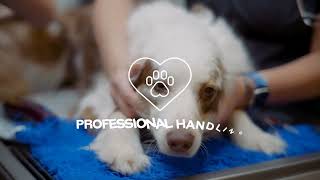 Compassionate Pet Cremation