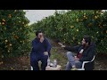 how orange kinno farming is done in australia pakistani orange farmer in australia ft. owais a