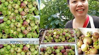 วิธีเก็บมังคุดสายเลือดตามที่ตลาดต้องการ# มาแล้วมังคุดชุดแรกของปี2567 How to store mangosteen 2024