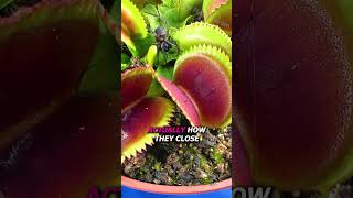 Flytrap Catches Spider Without Knowing