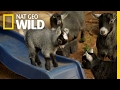 Mama Goat Said Knock You Out | Animal Moms